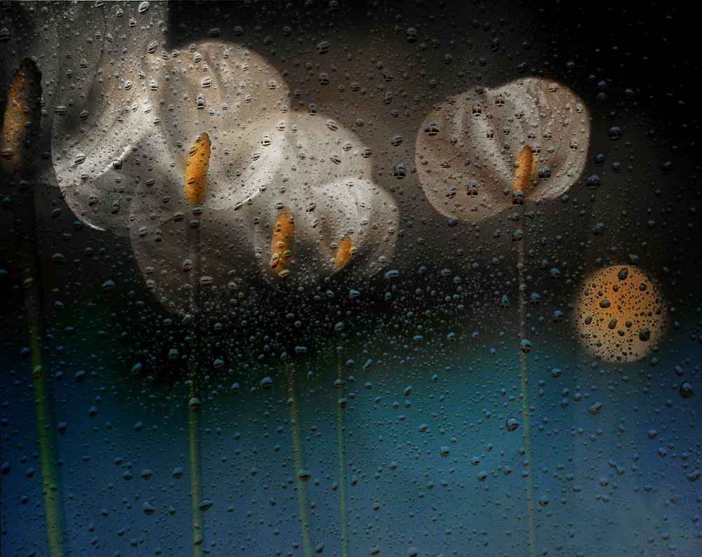 Calas bajo la lluvia de Elena Arjona