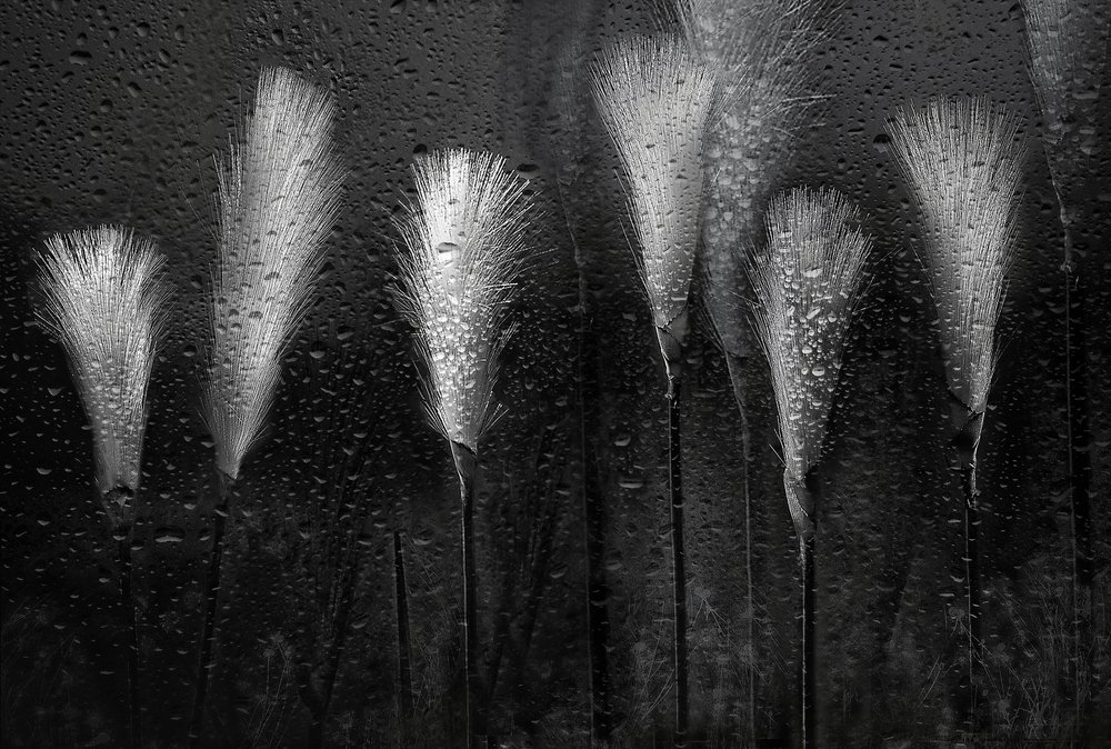 Hierba mojada, gotas de lluvia de Elena Arjona