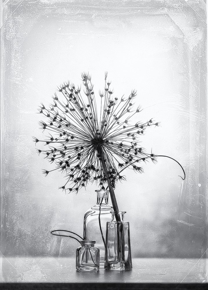 Estudio botánico en blanco y negro de Eleonora Grigorjeva