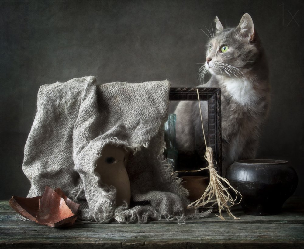 Naturaleza muerta vintage con un gato de Eleonora Grigorjeva