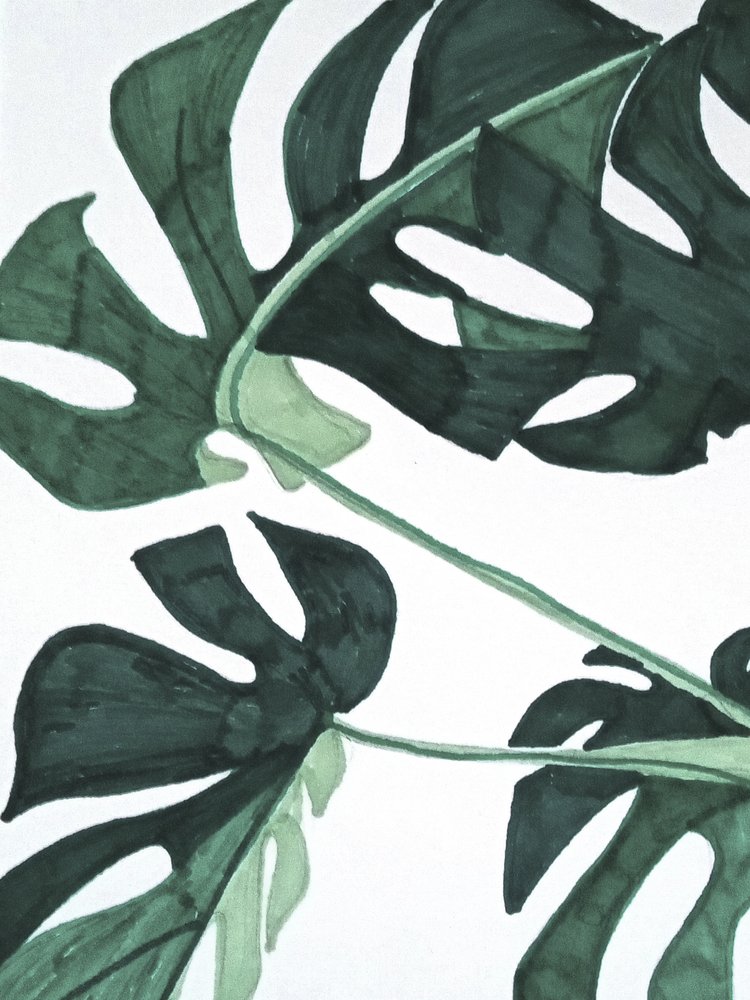 Resumen: Monstera verde de Elizabeth C