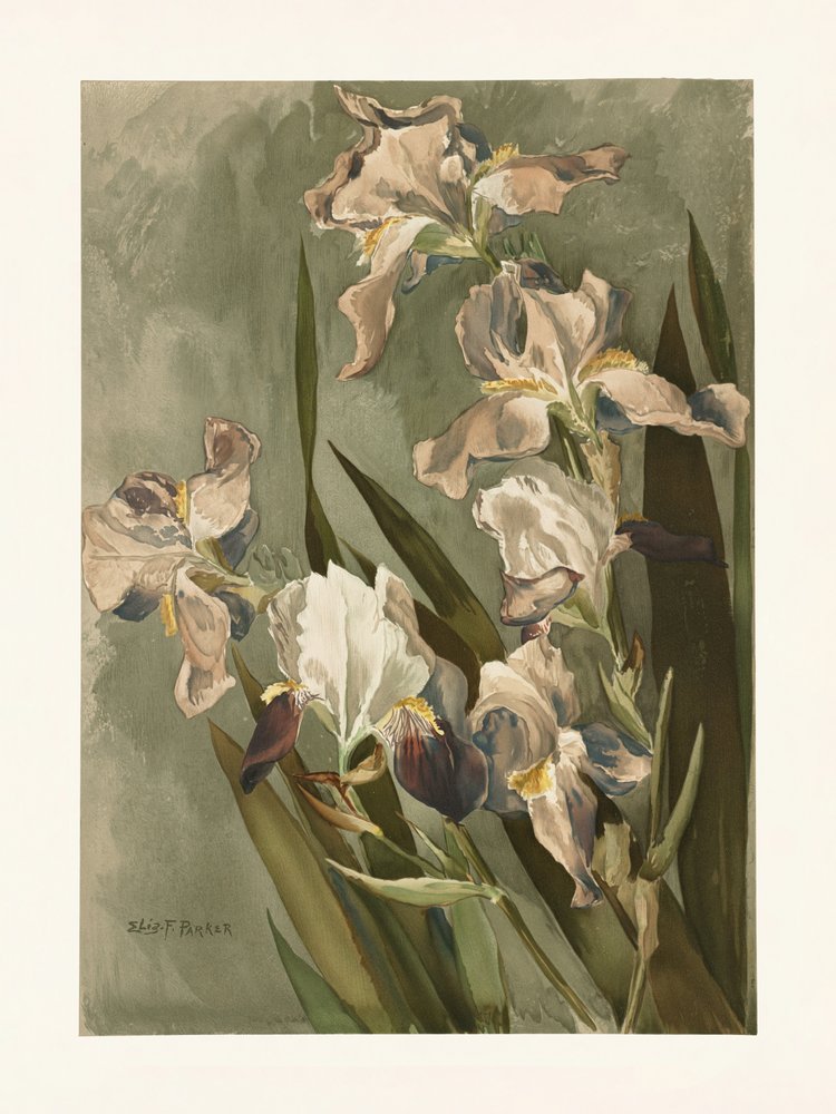  de Elizabeth F. Parker