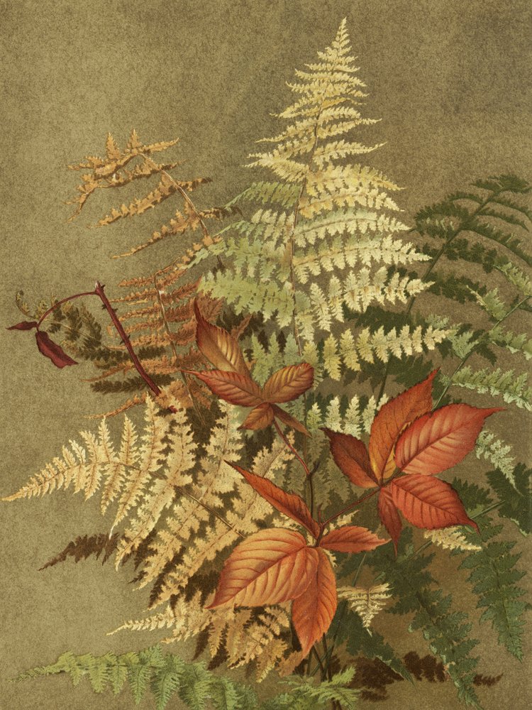 Helechos de otoño de Ellen Thayer Fisher