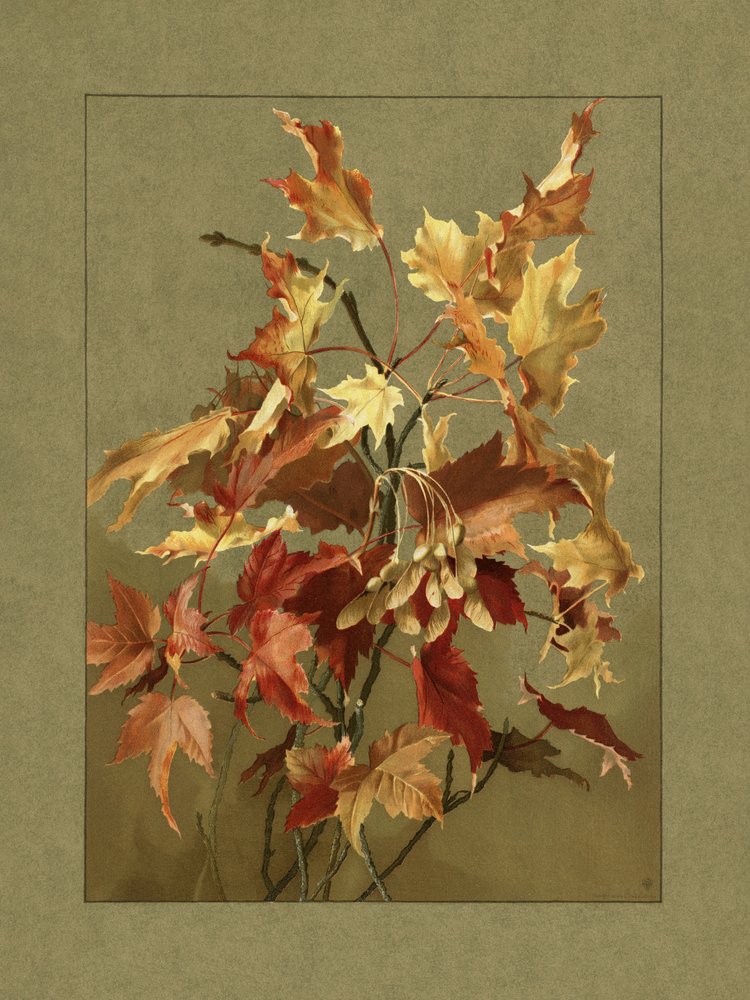 Hojas de otoño, arce de Ellen Thayer Fisher