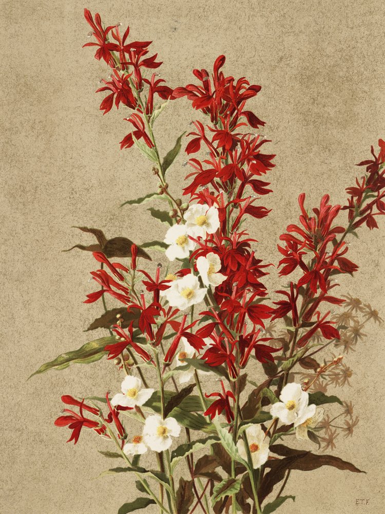 Flores de cardenal de Ellen Thayer Fisher