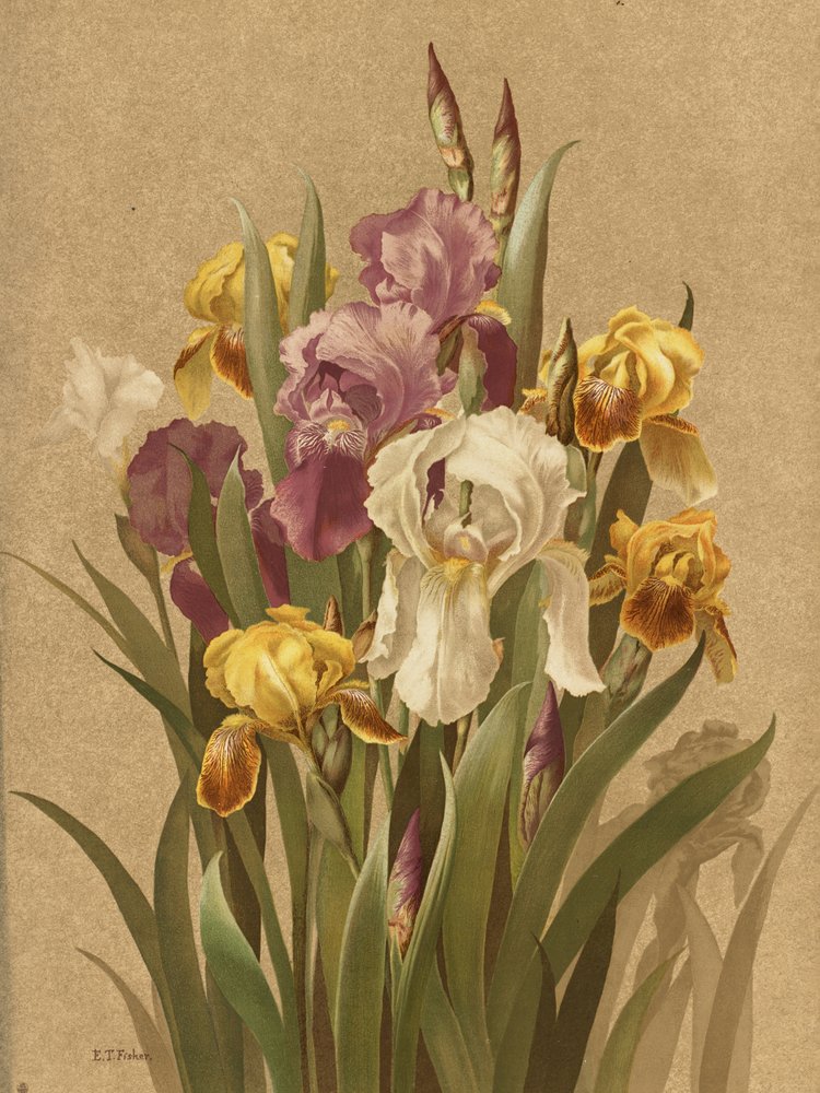 Fleur De Lis, n.º 3 de Ellen Thayer Fisher