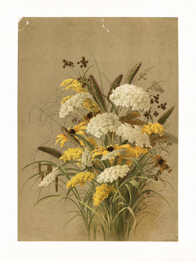 Cicuta, gramíneas de ojo de buey y vara de oro de Ellen Thayer Fisher