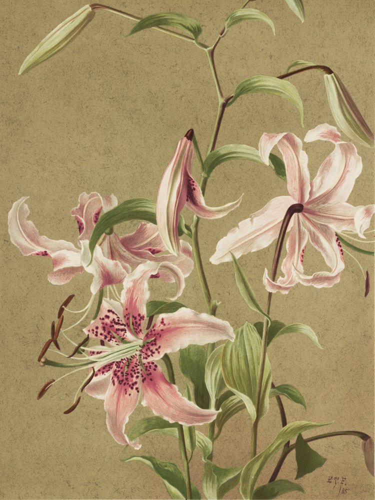 «Japan Lily», de Ellen Thayer Fisher de Ellen Thayer Fisher