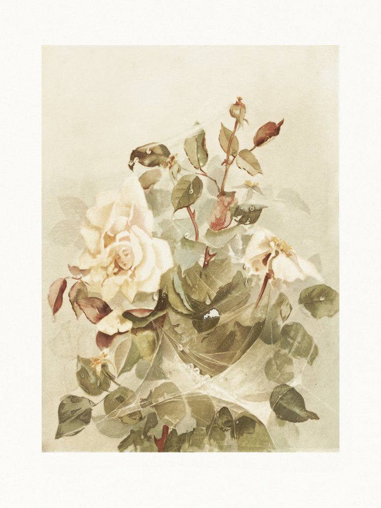 Rosas rosas vistas a través del rocío de la madrugada de Ellen Thayer Fisher