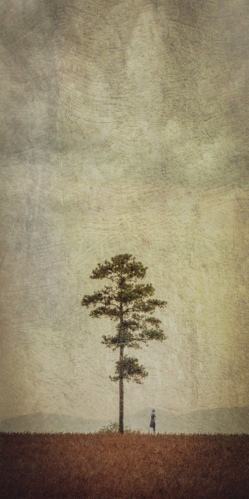 Campo del Árbol Solitario de Evgenii Novichikhin