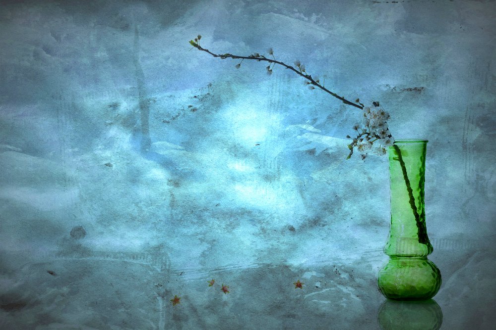 Flores azules y tranquilas de Eyal Amer