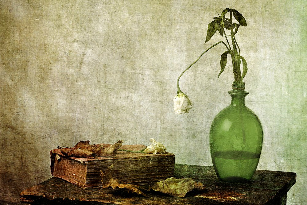 Libro antiguo «La rosa marchita» de Eyal Amer