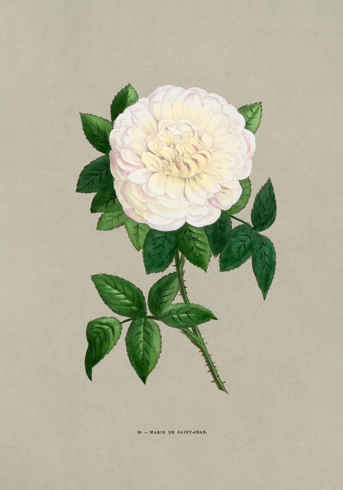 Rose Marie De Saint Jean de F. Grobon