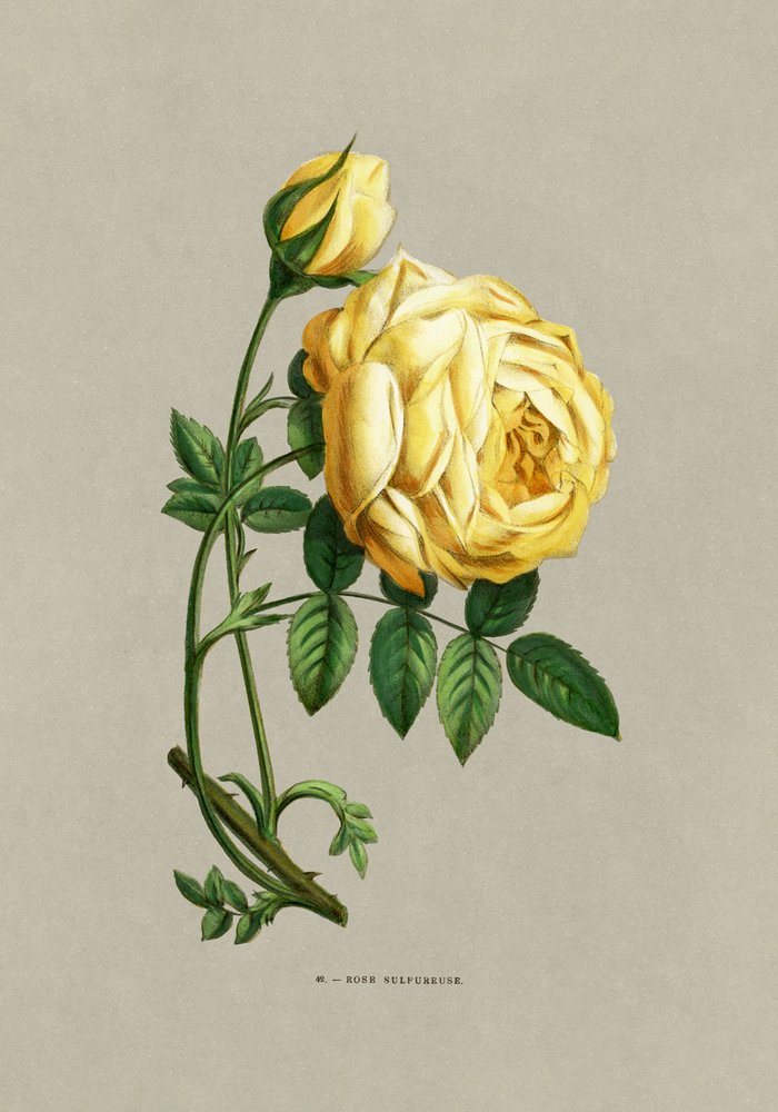 Rosa sulfurosa de F. Grobon