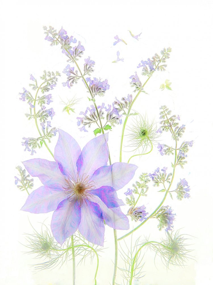 Delicadas flores de lavanda de Fangping Zhou