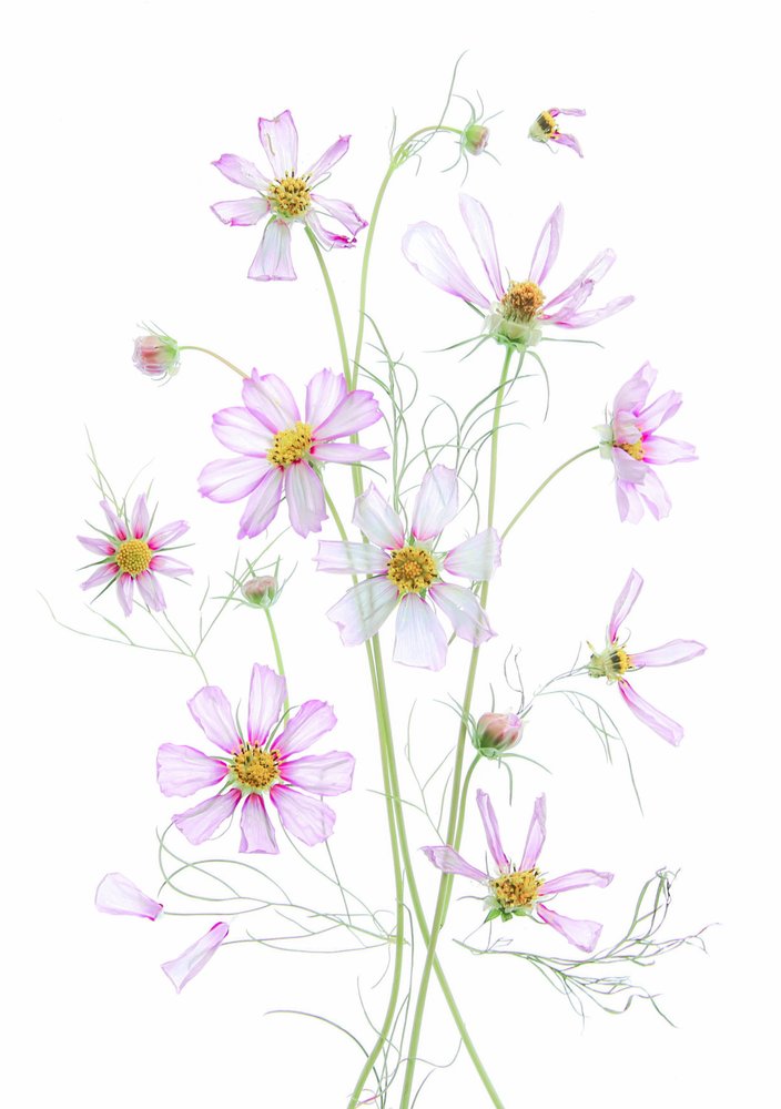 Cosmos rosa etéreo de Fangping Zhou