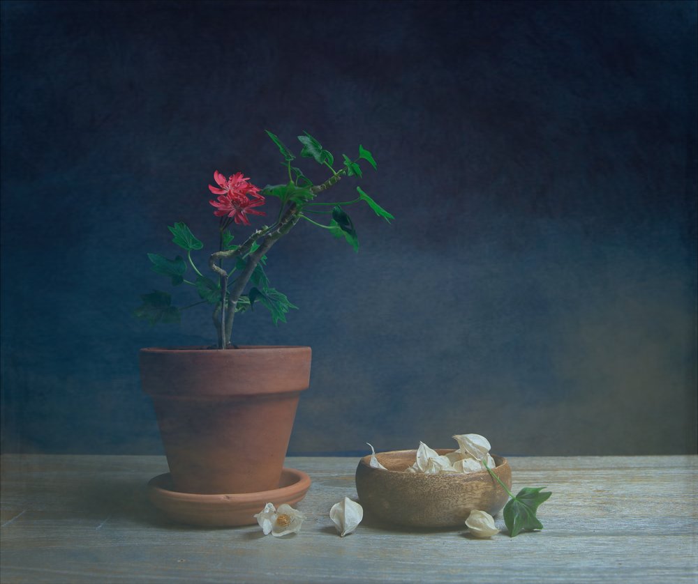 Flor en maceta «Moody» de Fangping Zhou
