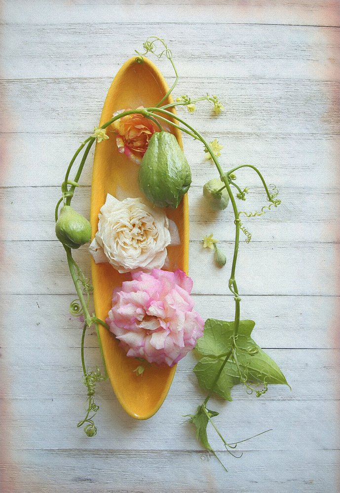 Rosa rústica y chayote de Fangping Zhou