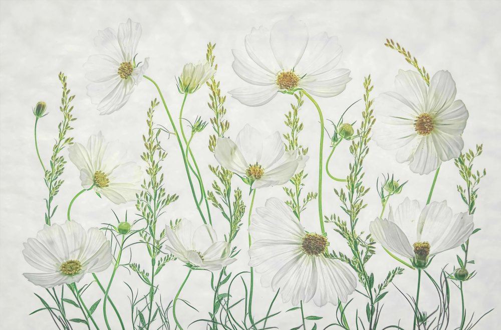Pradera de cosmos blancos de Fangping Zhou