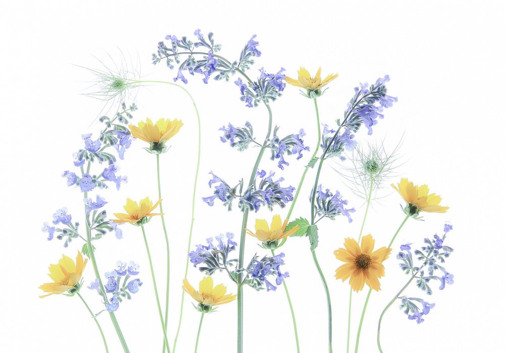 Flores del prado silvestre de Fangping Zhou