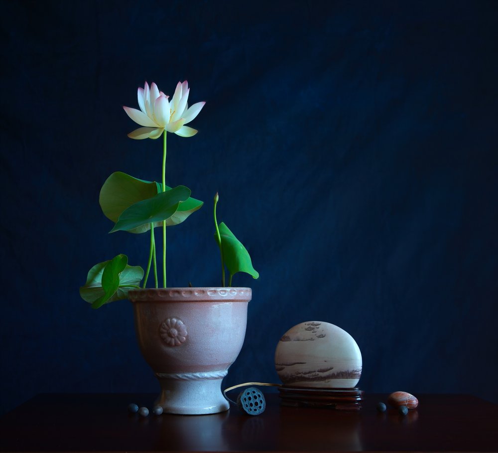Naturaleza muerta «Loto zen» de Fangping Zhou