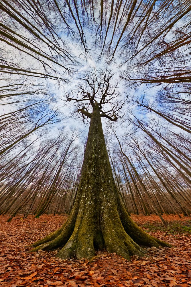 El gigante del bosque de Francois Casanova