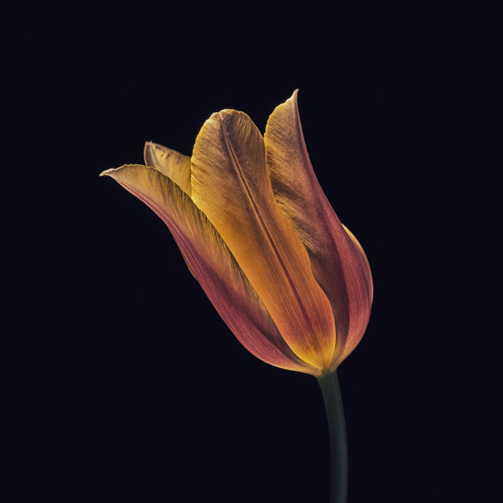 Tulipán naranja brillante de Frank Ulrich Gandenberger