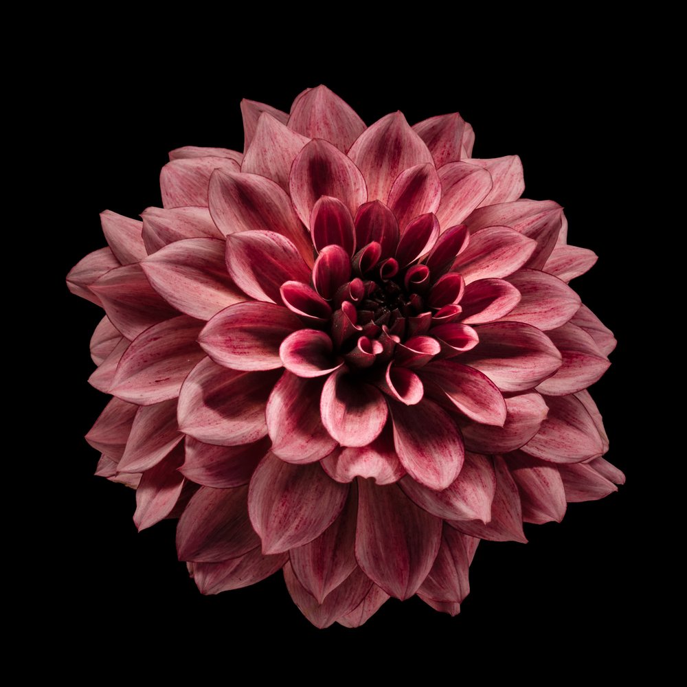 Dalia de color burdeos intenso de Fred Louwen