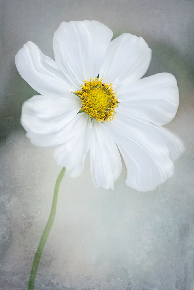 Delicados cosmos blancos de GaoSL