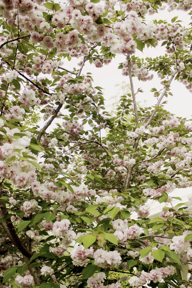 Primavera de los cerezos en flor de Gemma Bardot