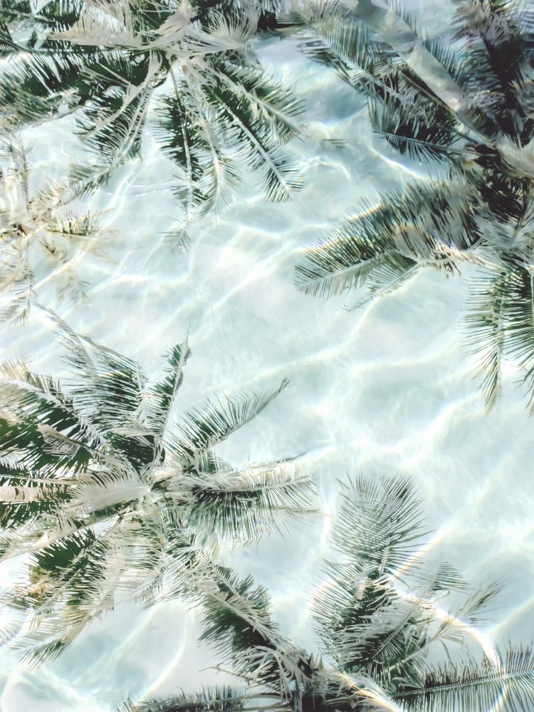 Reflejos en las palmeras de Clear Water de Gemma Bardot