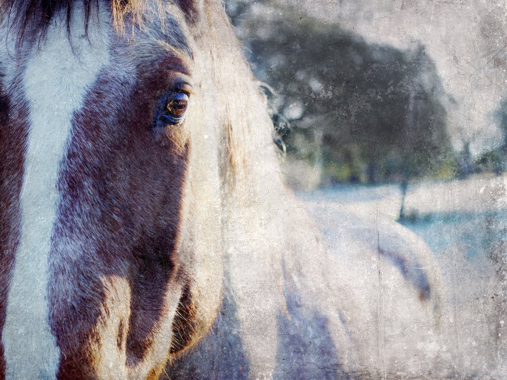 La mirada apacible del caballo de Gemma Bardot