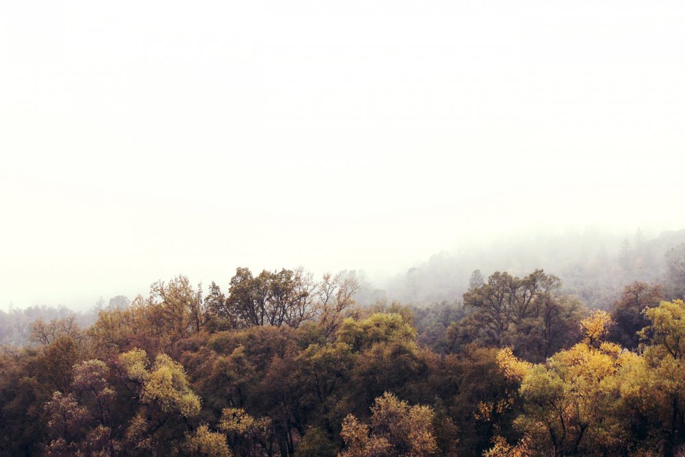 Bosque otoñal envuelto en niebla de Gemma Bardot