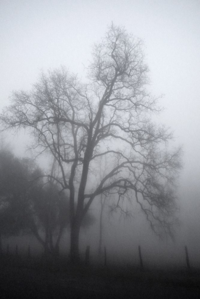 El misterioso árbol envuelto en niebla de Gemma Bardot
