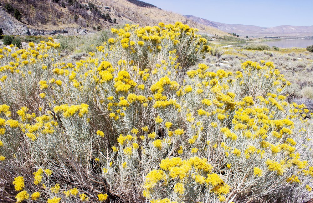Flor amarilla del desierto de Gemma Bardot