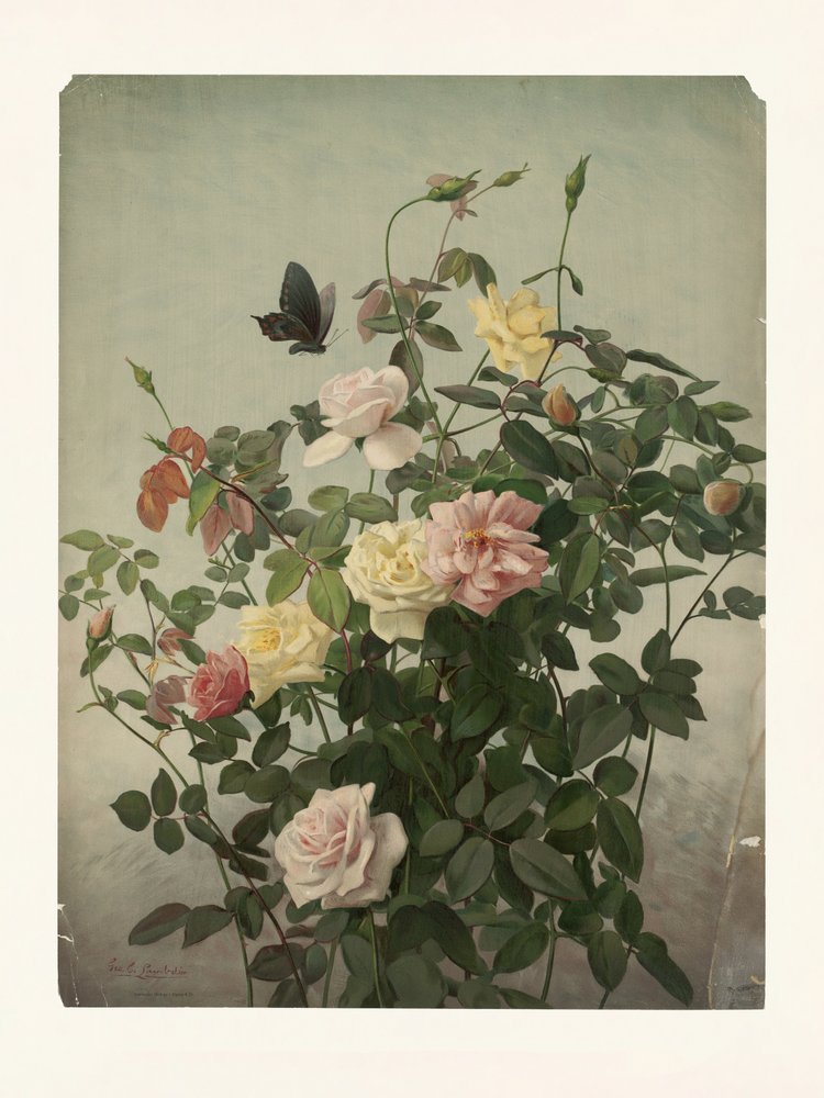 Rosas de George Cochran Lambdin