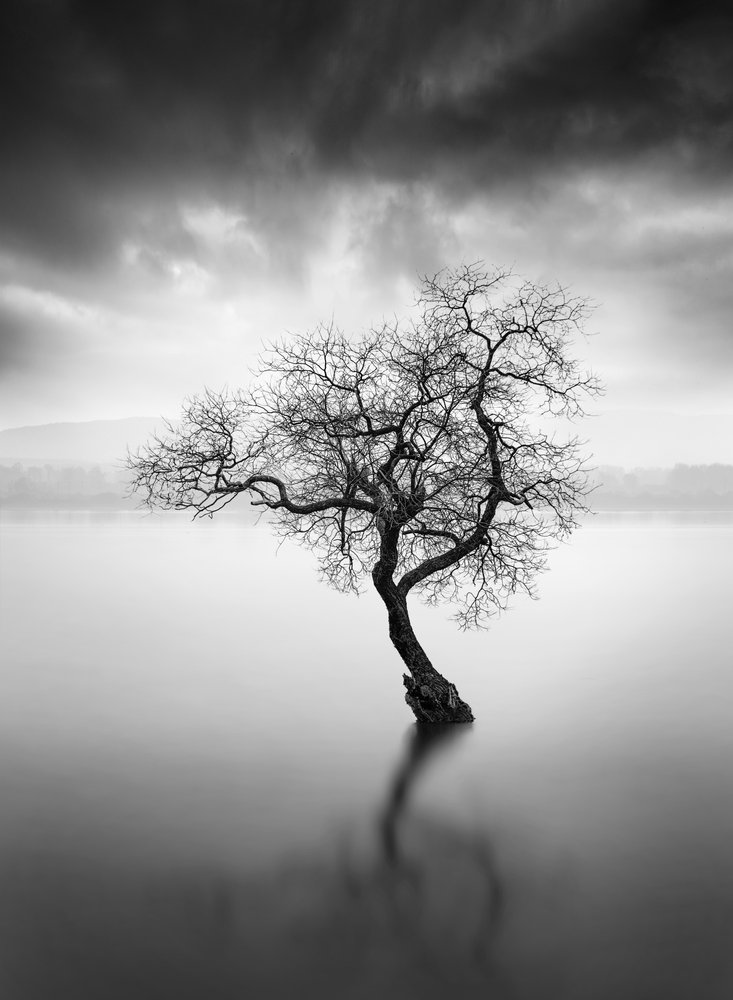 Reflexión sobre el árbol solitario de George Digalakis