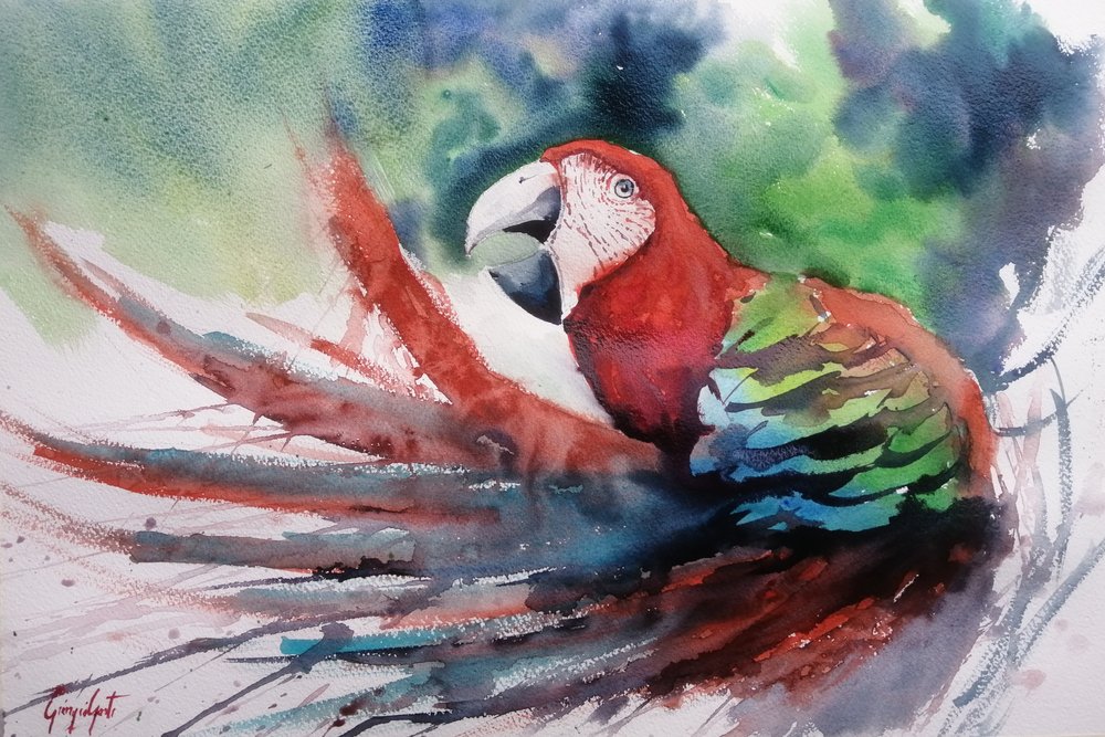 Guacamayo de la selva de colores de Giorgio Gosti