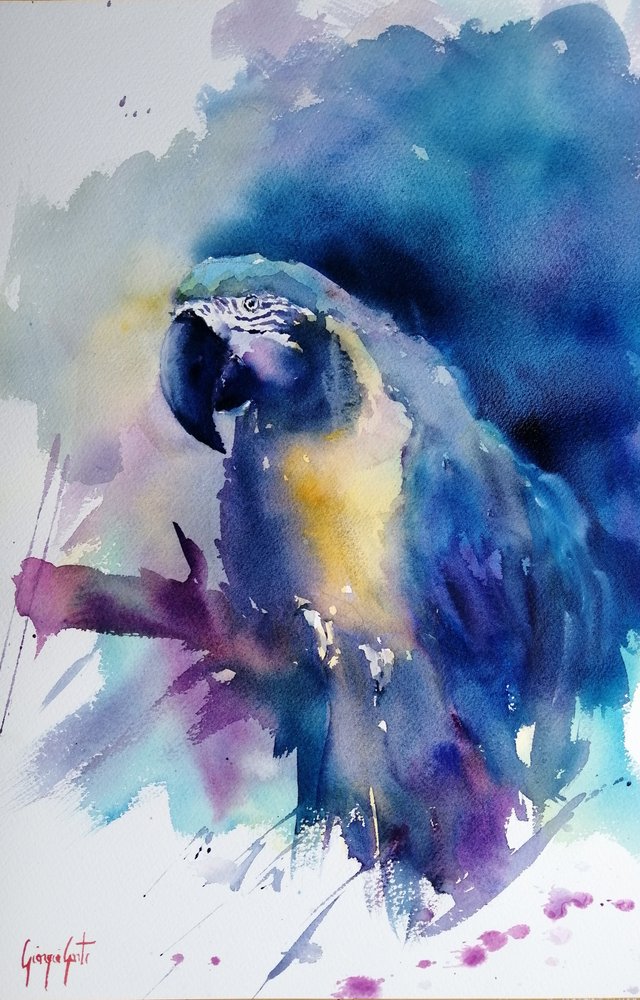 Guacamayo azul brillante de Giorgio Gosti