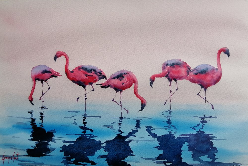 Flamencos rosas vadeando de Giorgio Gosti