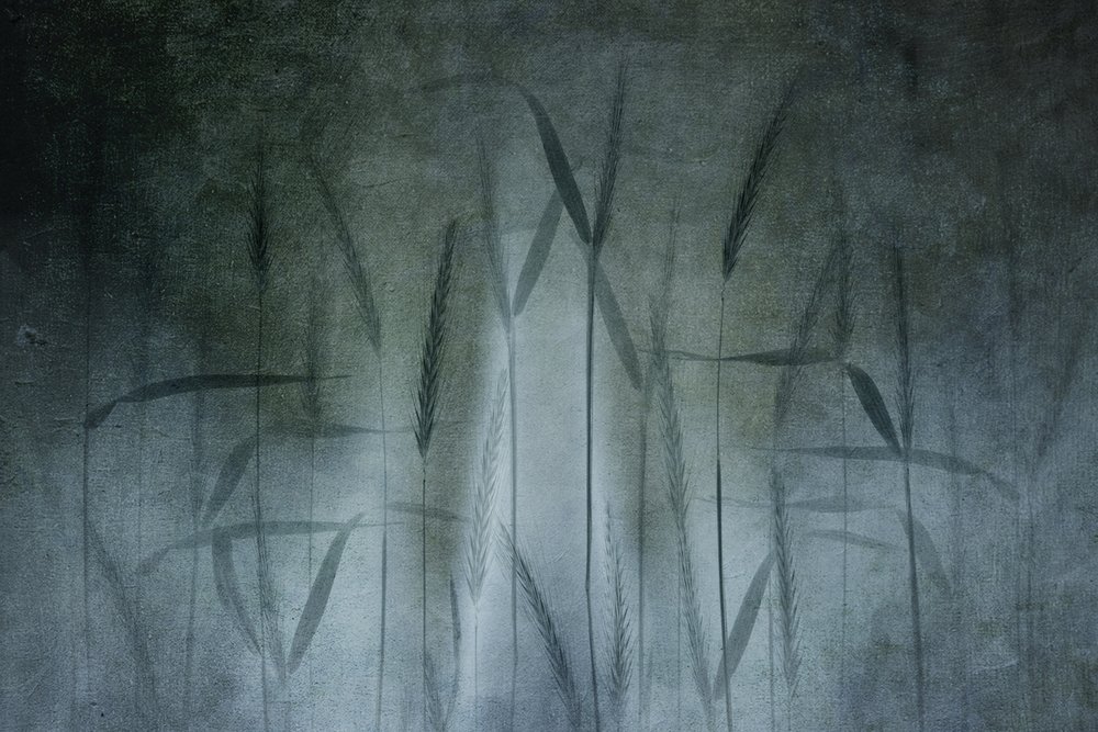 Campo de trigo abstracto de Greetje van Son