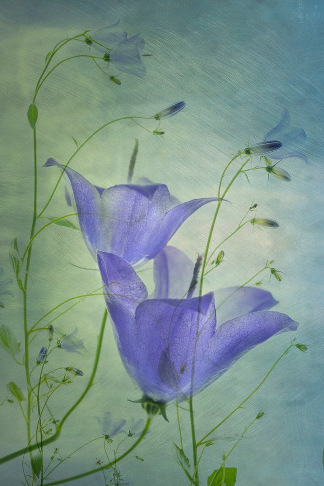 Campanillas azules etéreas de Greetje van Son