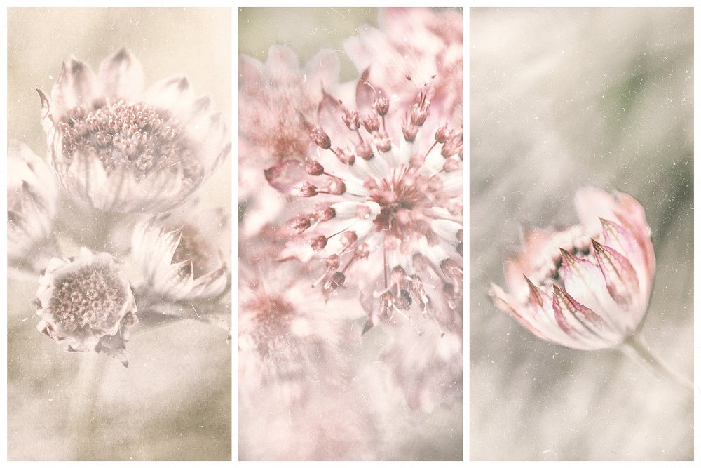Coloretes botánicos de ensueño de Gustav Davidsson