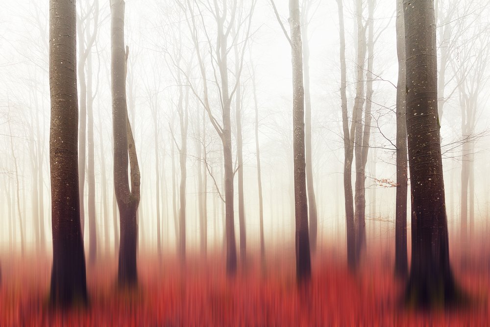 El bosque rojo de ensueño de Gustav Davidsson