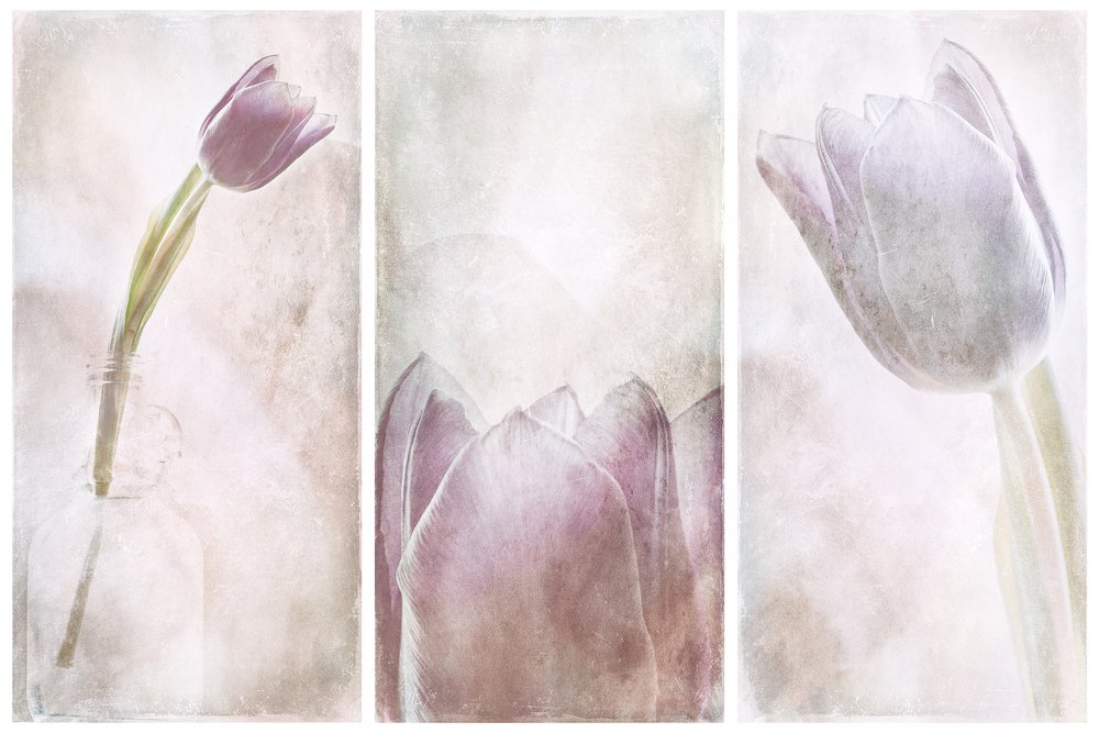 Tulipán «Lavender Dream» de Gustav Davidsson