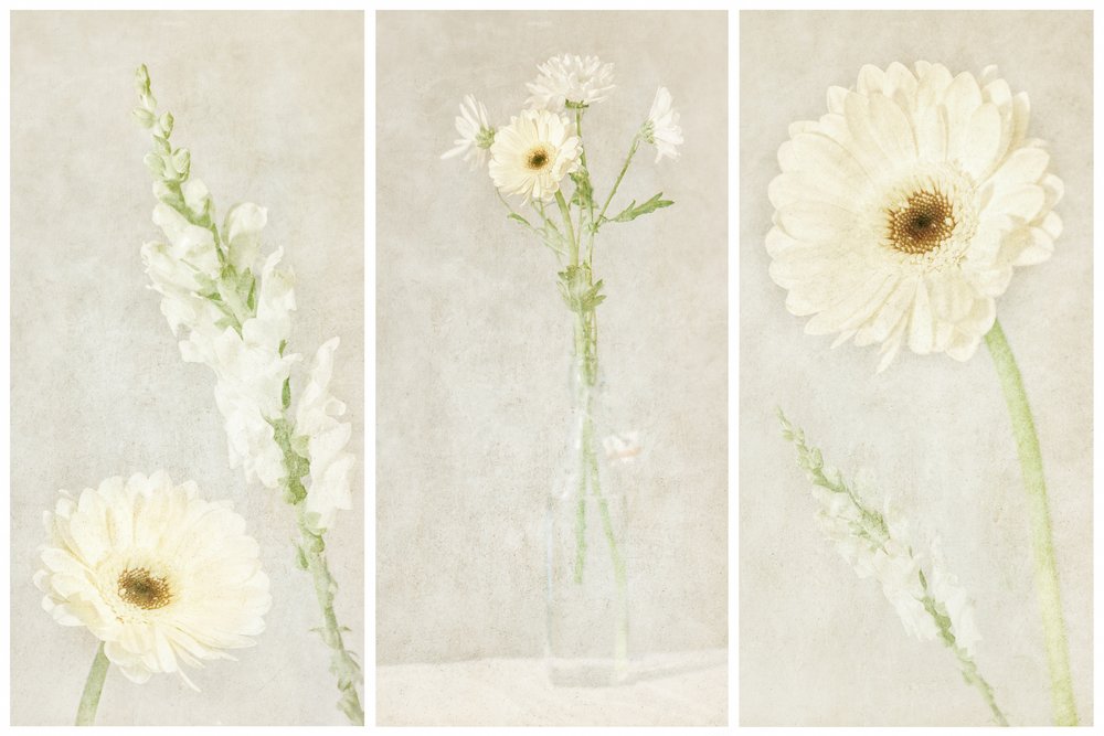 Flores blancas y delicadas de Gustav Davidsson