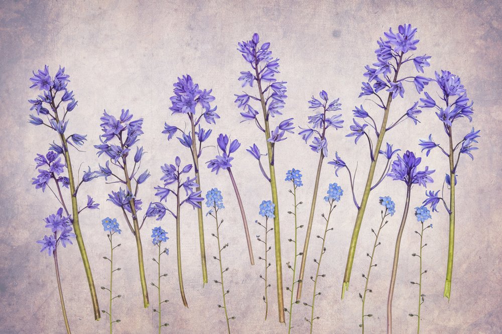 Jardín vintage de campanillas de Hardik Pandya