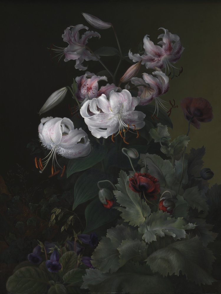 Plantas con flores de Hermania Sigvardine Neergaard