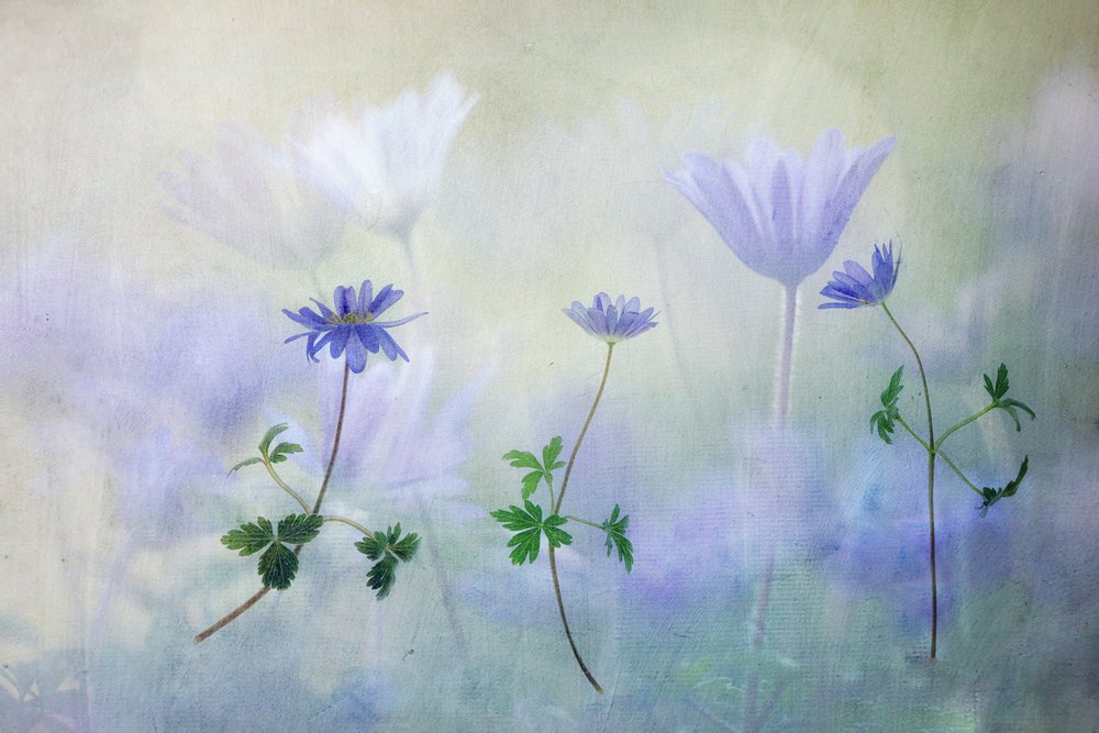 Anémonas azules soñadoras de Hilda van der Lee