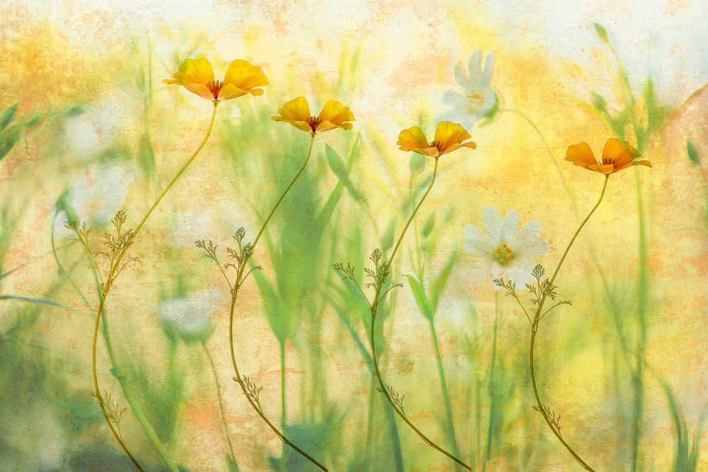 Soñadoras flores de verano de Hilda van der Lee